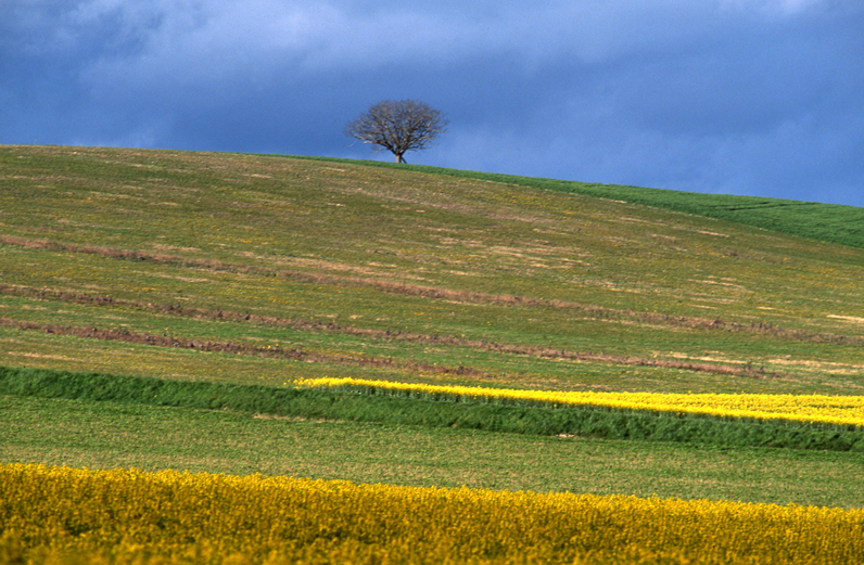 Le noyer de Beauregard à Jutigny,  Arbre Remarquable de Seine-et-Marne - Avril 2000