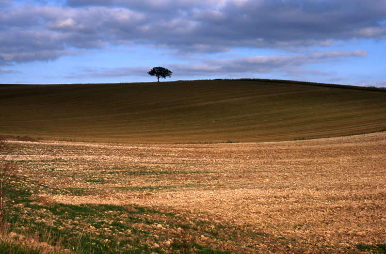 Le noyer de Beauregard à Jutigny,  Arbre Remarquable de Seine-et-Marne - Octobre 2000