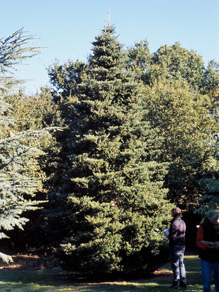 Abies Koreana - Arbre adulte