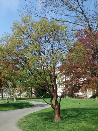 Acer griseum - Houppier (2)