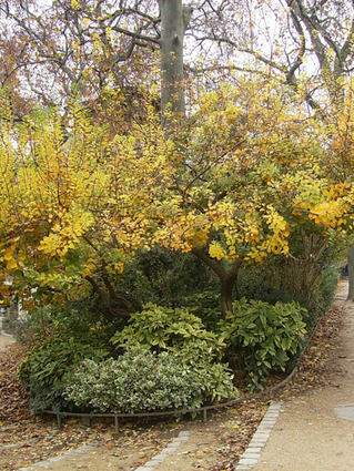 ARBRE A PERRUQUES (FUSTET)