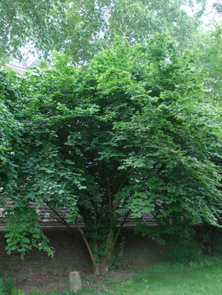 Corylus avellana - NOISETIER (COUDRIER) - Cépée