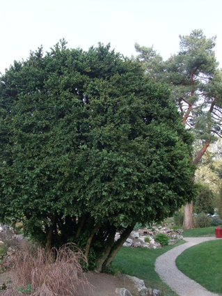 Buxus sempervirens - BUIS - Cépée