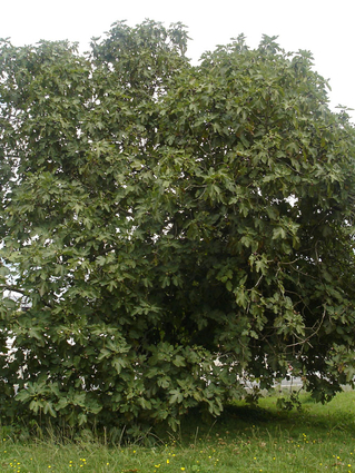 Ficus carica - FIGUIER- Cépée isolée