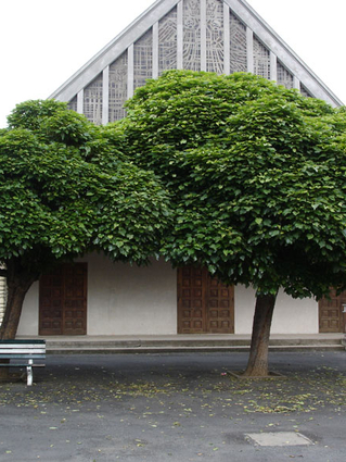 Catalpa bignonioides 'Aurea' - CATALPA DORE  - Ensemble sur la place