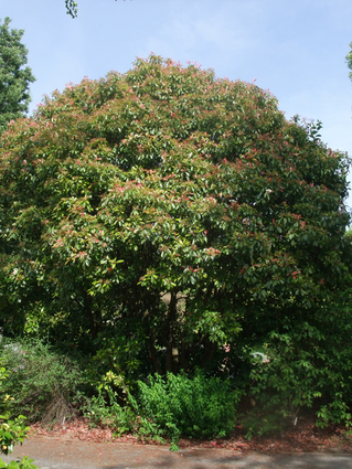 PHOTINIA
