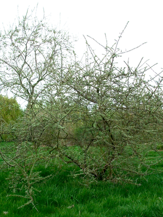 Hippophae rhamnoides - ARGOUSIER - SAULE EPINEUX - Jeune cépée