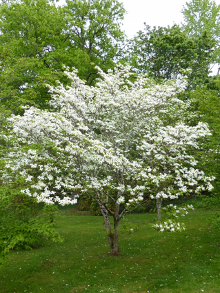 CORNOUILLER A FLEURS AMERICAIN