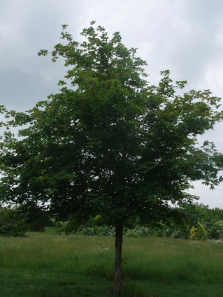 Acer x zoeschense 'Annae' - ERABLE HYBRIDE ANNAE -  Houppier