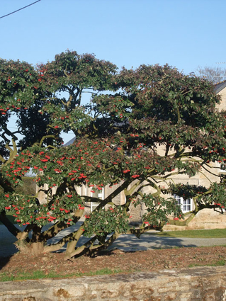 Cotoneaster lacteus - COTONEASTER - Cépée