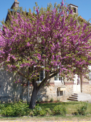 ARBRE DE JUDEE (arbre de Judas, Gainier)