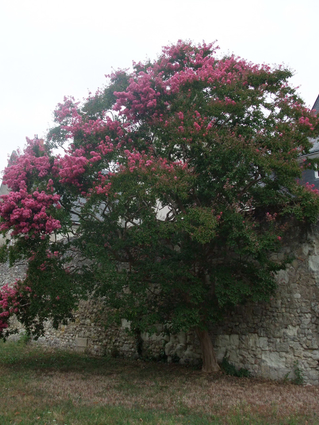 LILAS DES INDES - LILAS D’ÉTÉ