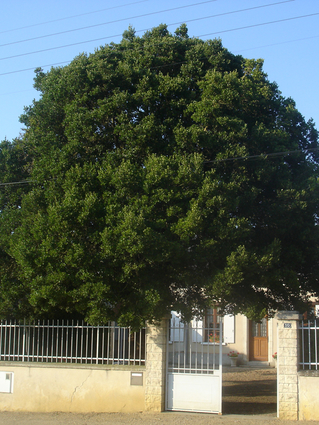 FILARIA A LARGES FEUILLES