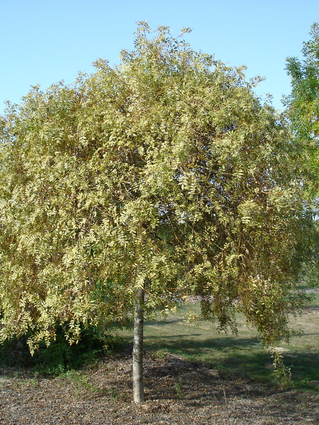 Fraxinus excelsior 'Aurea Pendula' - Frêne pleureur - Jeune Arbre -