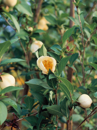STEWARTIA A GRANDES FLEURS - FAUX CAMELIA - CAMELIA D’ETE - Grandes fleurs solitaires (5 à 6 cm)