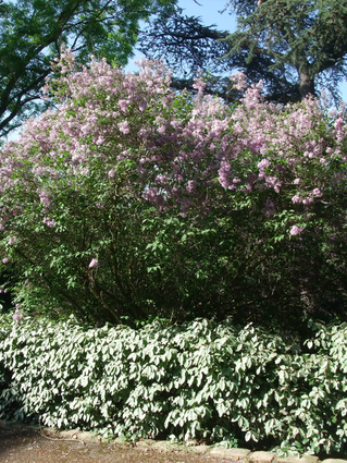 LILAS COMMUN