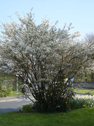 Amelanchier lamarckii - AMELANCHIER DU CANADA - Tige