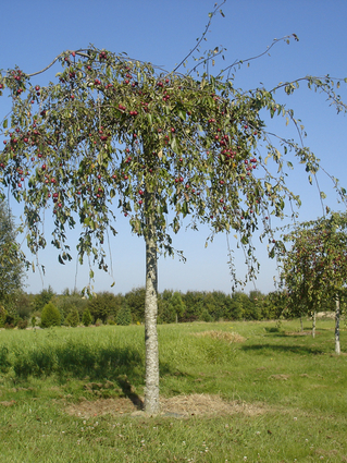 POMMIER PLEUREUR