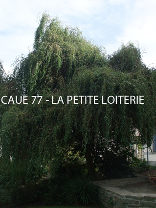 SAULE TORTUEUX A BOIS ROUGE