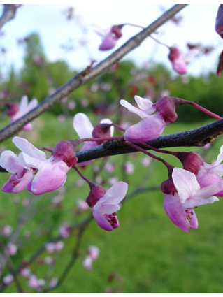 Cercis canadensis 'Forest Pansy' - GAINIER DU CANADA A FEUILLES POURPRES - Floraison sur les rameaux
