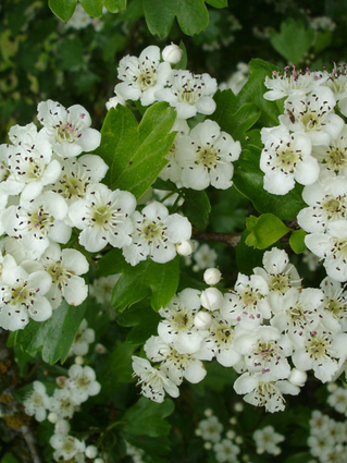 Crataegus monogyna 'Stricta' - AUBEPINE FASTIGIEE - EPINE BLANCHE FASTIGIEE - Bouquets parfumés