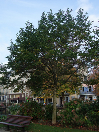 MAGNOLIA DE KOBE