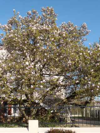 MAGNOLIA DE SOULANGE-BODIN