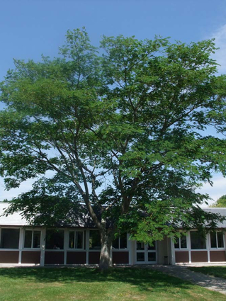 ARBRE DE SOIE,  ACACIA DE CONSTANTINOPLE