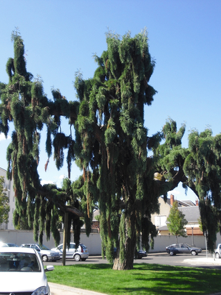 SEQUOIA GEANT PLEUREUR
