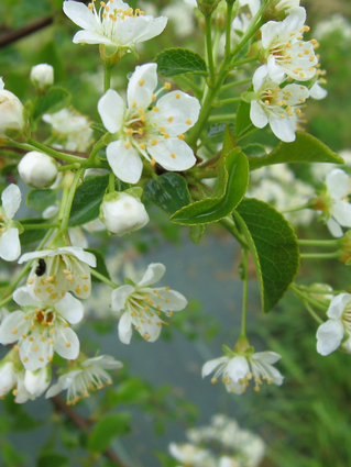 CERISIER DE SAINTE LUCIE - BOIS DE SAINTE LUCIE - CERISIER ODORANT - Floraison