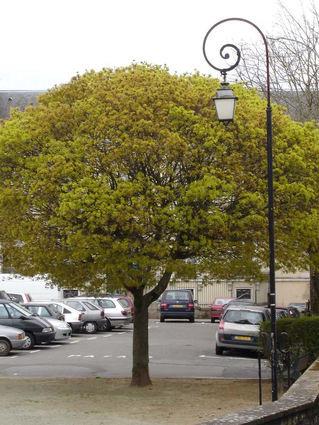 Acer platanoïdes 'Globosum' ERABLE PLANE BOULE - Arbre adulte