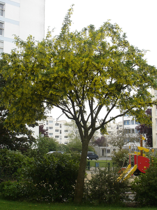 CYTISE AUBOUR - FAUX EBENIER