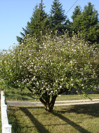Hibiscus syriacus- HIBISCUS - Cépée