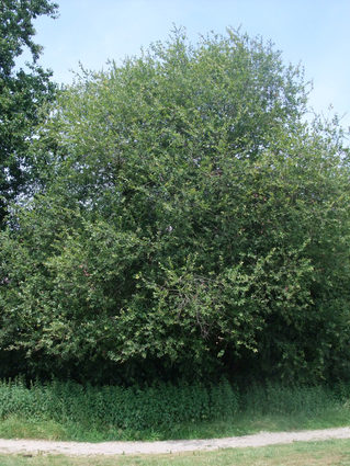 SAULE GRIS - SAULE CENDRE
