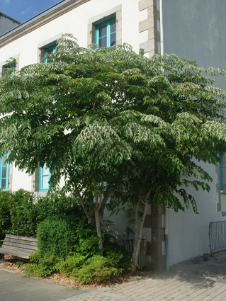 Aralia elata - ANGELIQUE DU JAPON  - Jeune adulte