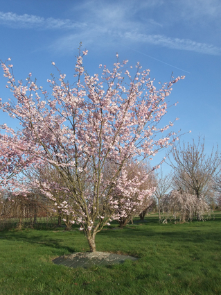 CERISIER A FLEURS 'ACCOLADE'