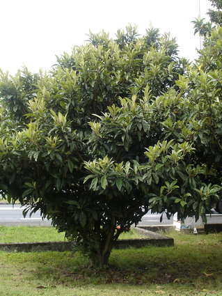 Eriobotrya japonica -NEFLIER DU JAPON - BIBACIER - Jeune cépée