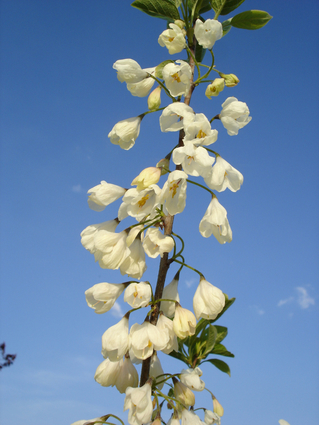 ARBRE AUX CLOCHES D’ARGENT - Floraison avant la foliation