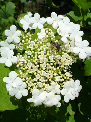 VIORNE NOIR - OBIER - Floraison en corymbe (4 à 10 cm)