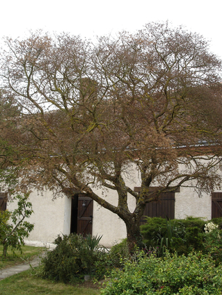 Ulmus minor 'Jacqueline Hillier'