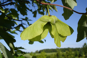Acer griseum - Fruits